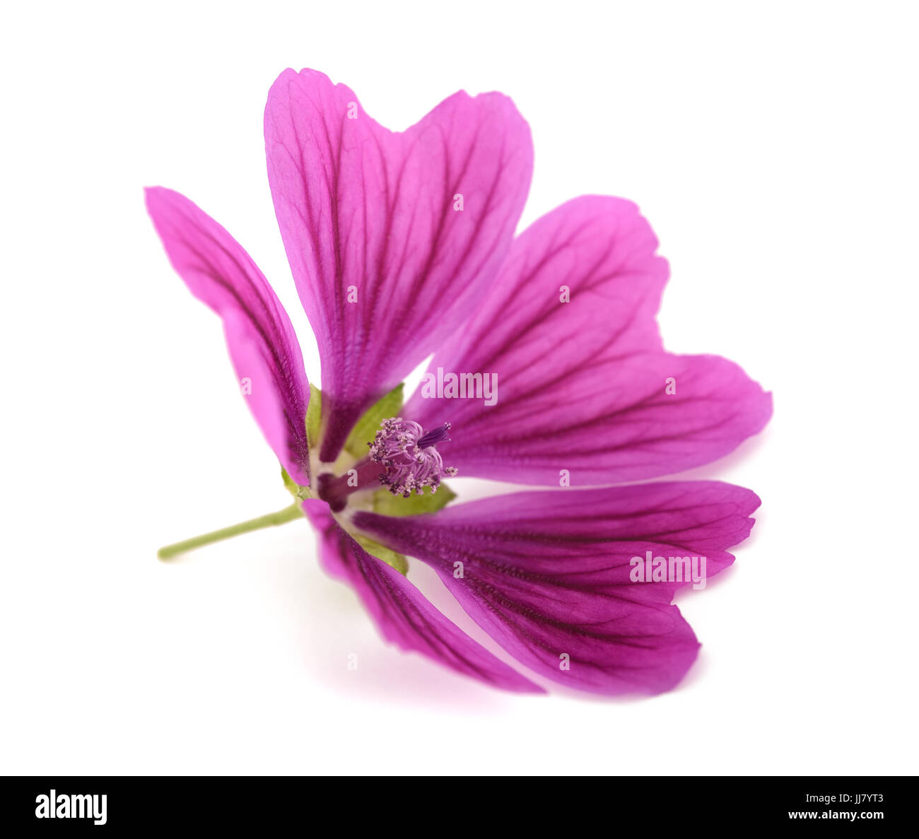 Violet 'Common Mallow' flower  (Malva Sylvestris) isolated on white background Stock Photo