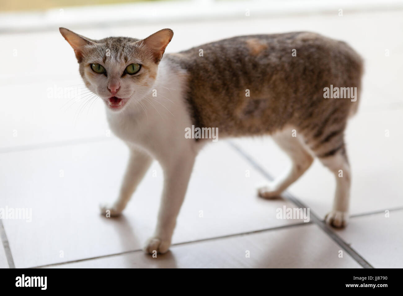 Vietnamese wildlife hires stock photography and images Alamy
