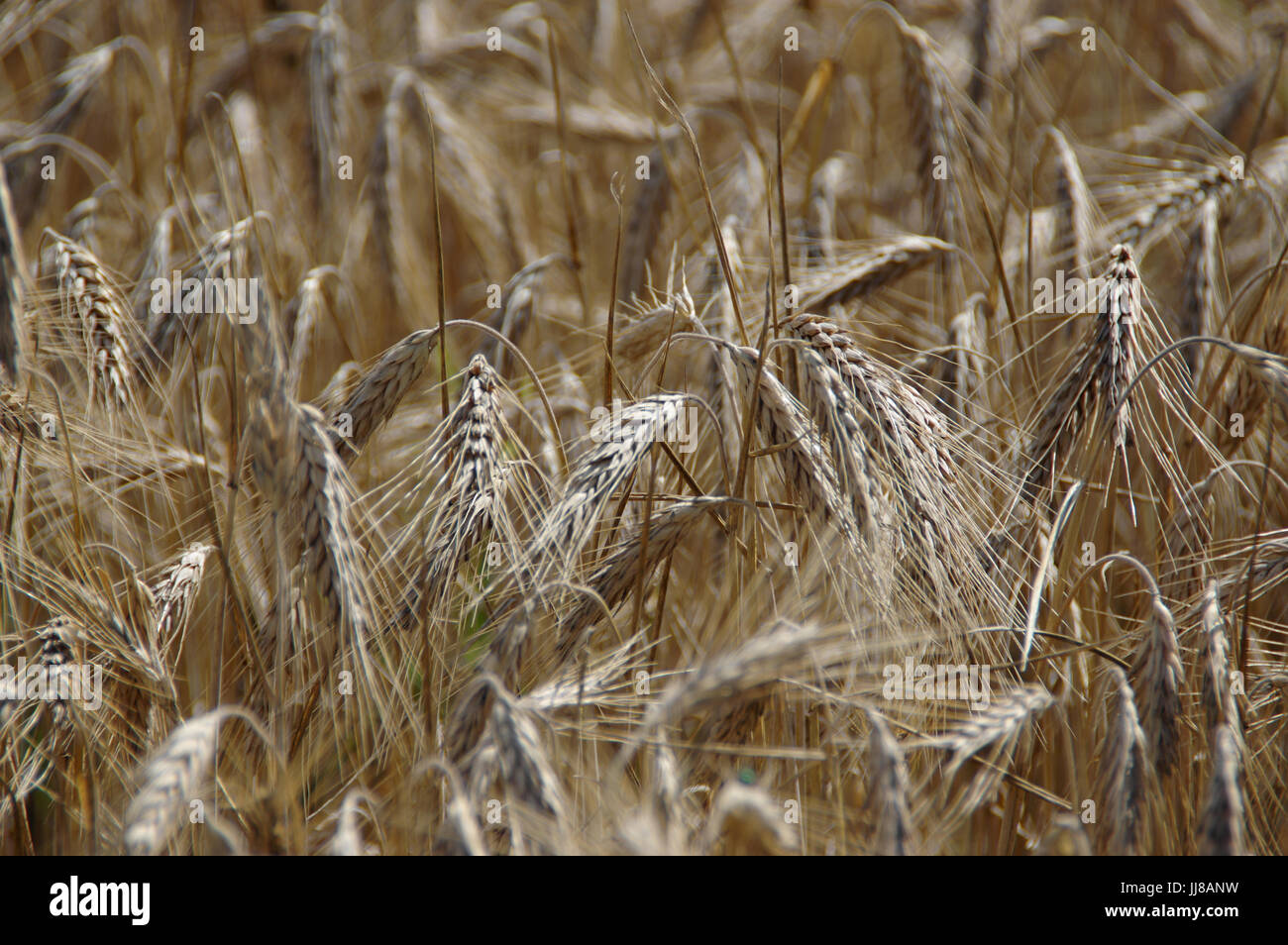 Golden field of mature grain ready for harvest Stock Photo - Alamy