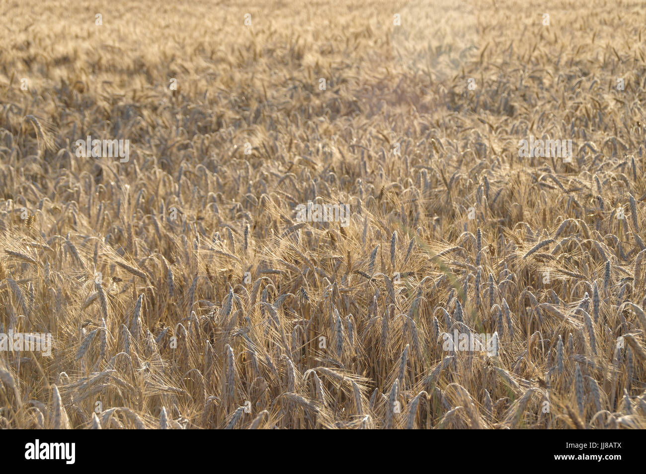 Golden field of mature grain ready for harvest Stock Photo - Alamy