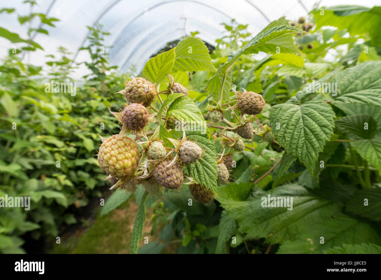 Raspberries 'Glen Ample' ripening in a commercial poly tunnel Stock Photo