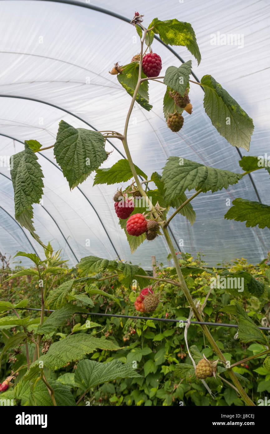 Raspberries "Glen Ample" growing in a commercial poly tunnel Stock
