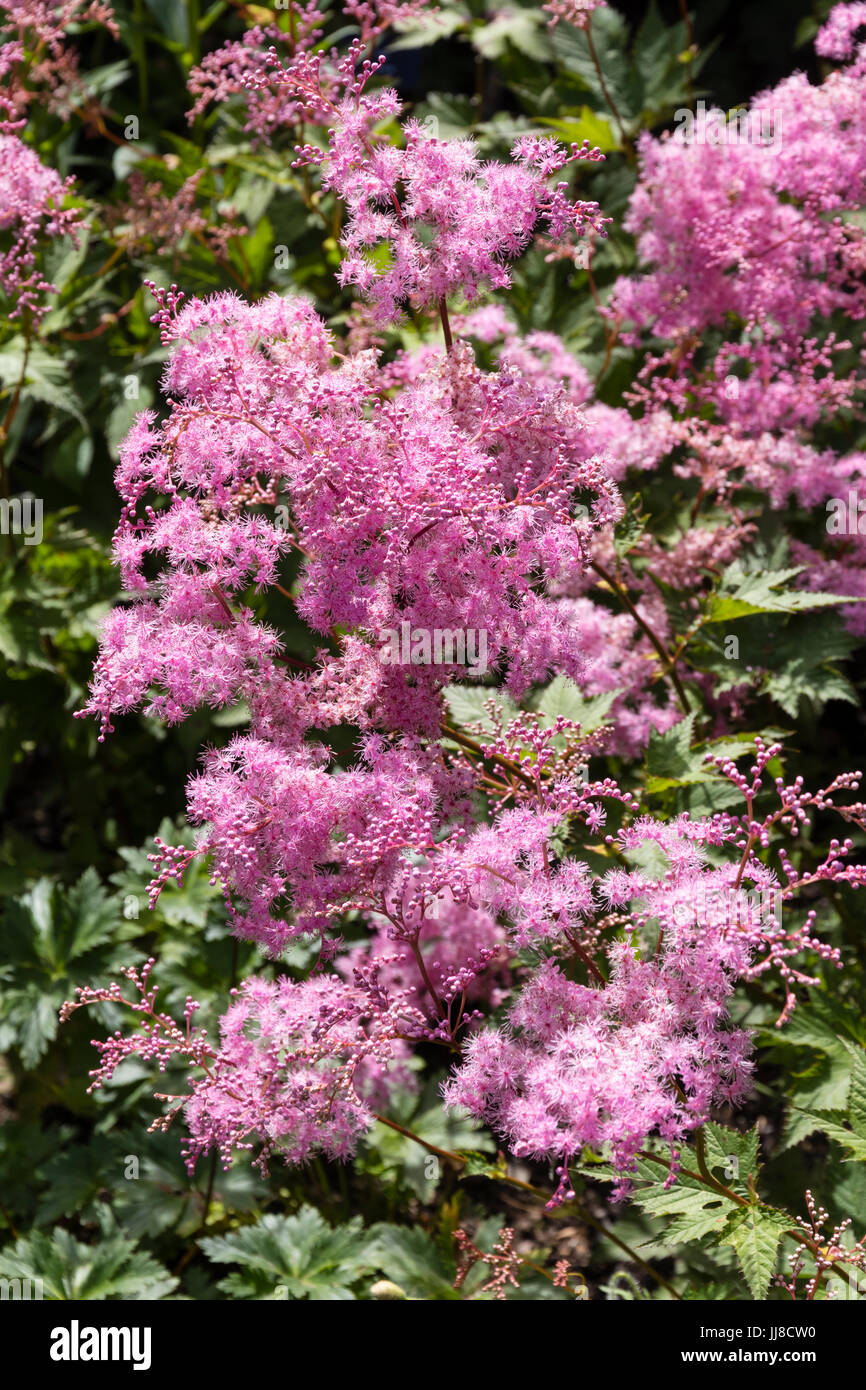 Frothy pink flowers of the summer flowering perennial Siberian meadowsweet, Filipendula palmata Stock Photo