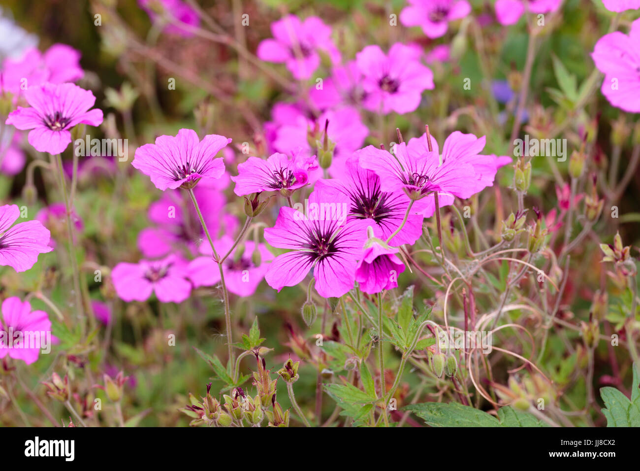 Bright pink flowers of the long flowering sterile Geranium psilostemon hybrid, Geranium 'Patricia' Stock Photo