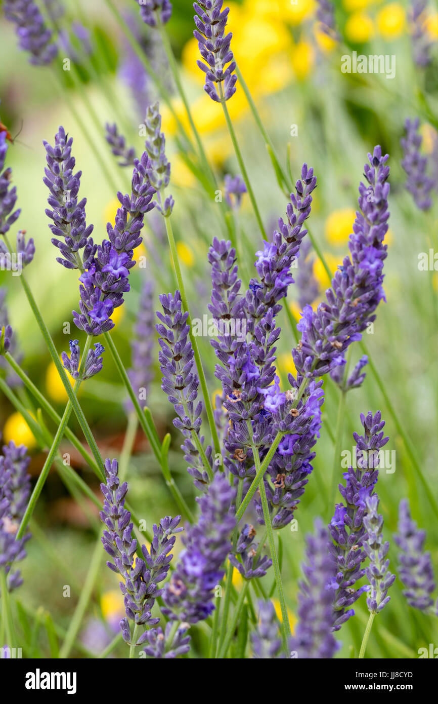 Flower heads of the summer flowering lavender, Lavandula x intermedia 'Grosso' Stock Photo