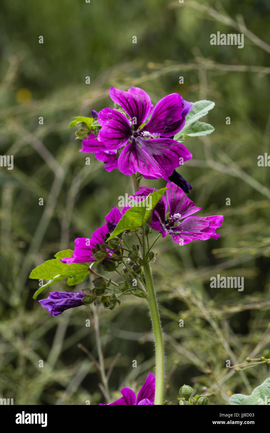 Flower stem of the purple form of the mallow, Malva sylvestris ssp mauritiana Stock Photo