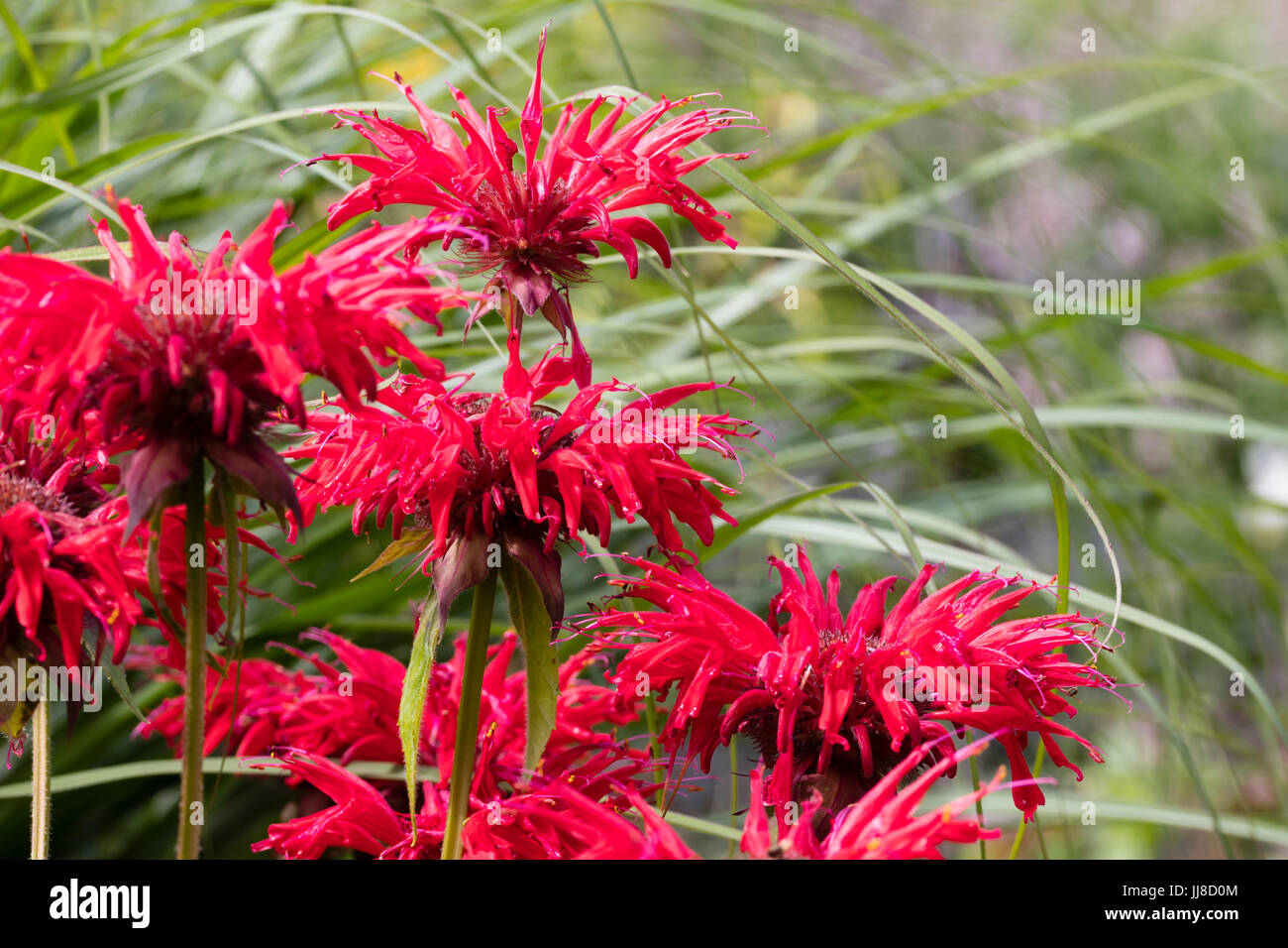 Bright scarlet summer flowers of the hardy perennial bergamot, Monarda 'Gardenview Scarlet' Stock Photo