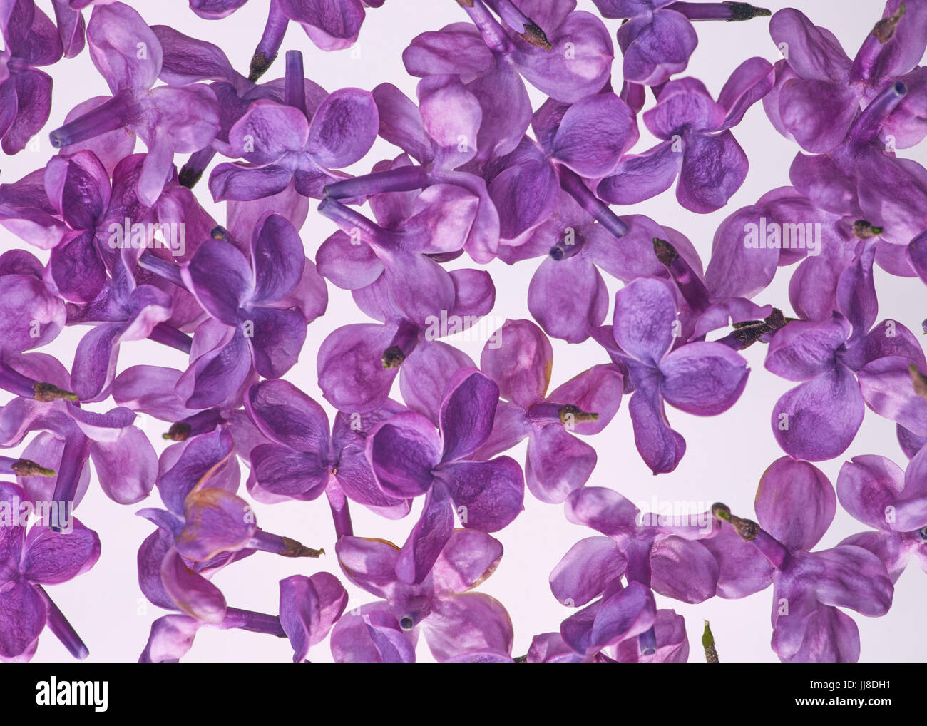 Purple color flower pattern hi-res stock photography and images - Alamy