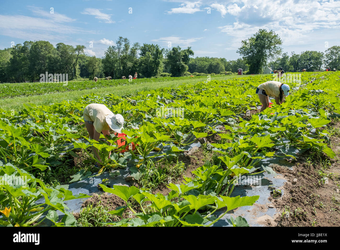 Young women working in a large market garden picking vegetables. Stock Photo