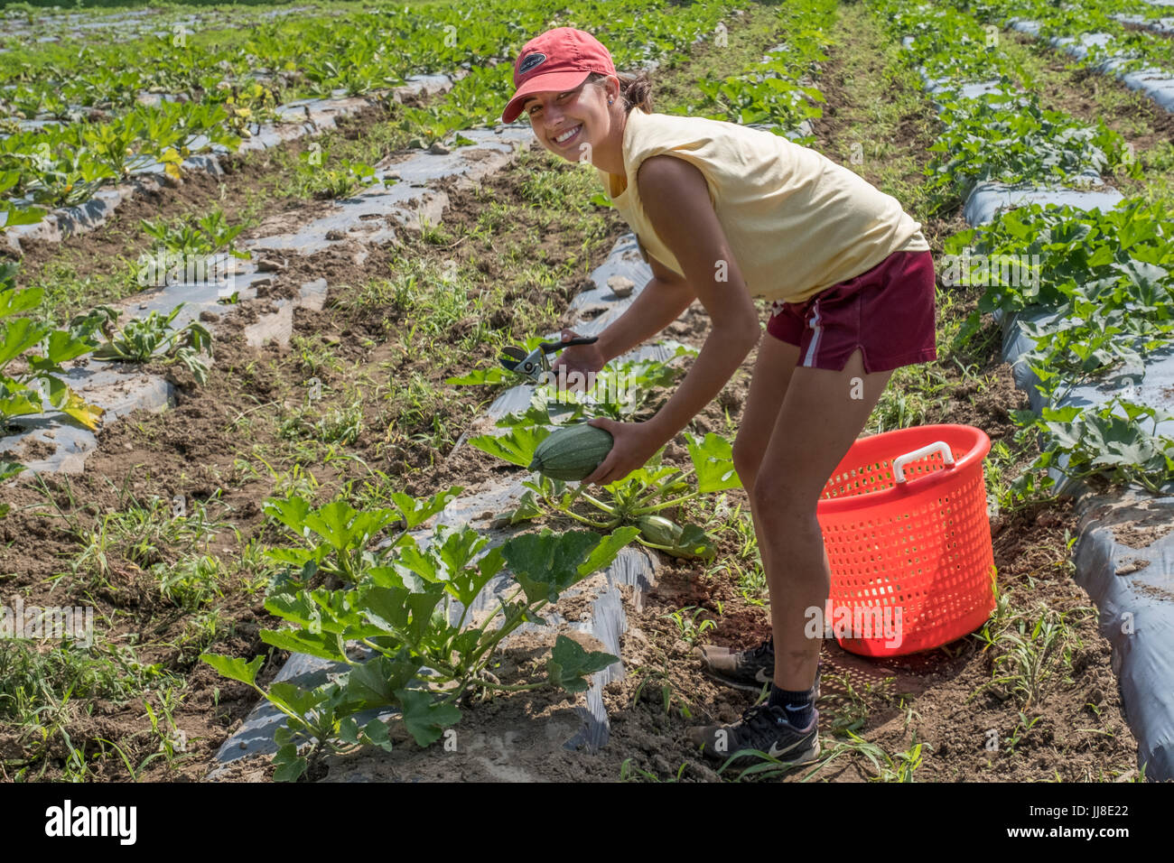 Young women working in a large market garden picking vegetables. Stock Photo