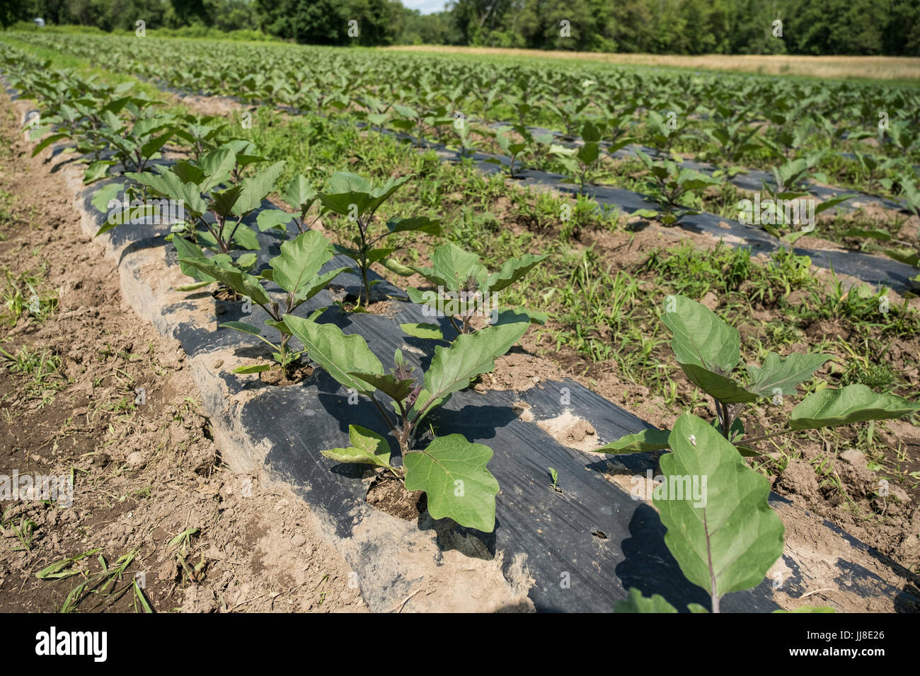 A market garden - field of eggplant Stock Photo