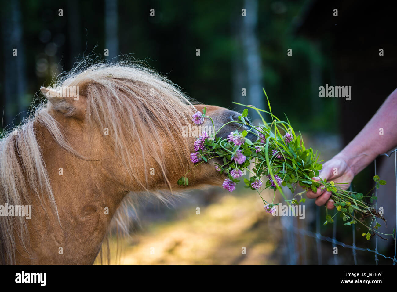 Small Shetland horse eating clover from hand Stock Photo Alamy