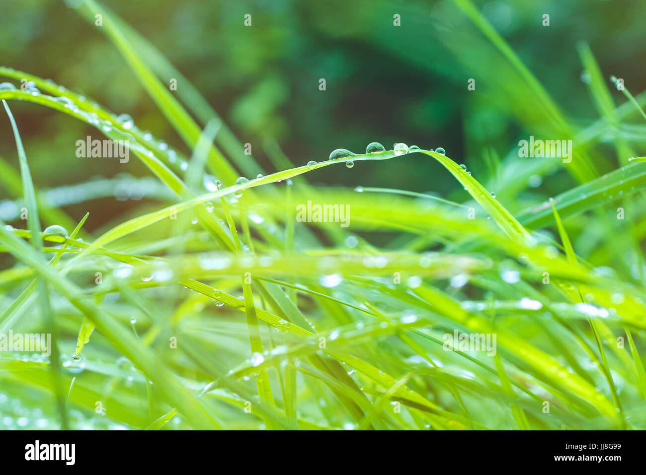 Green flares hi-res stock photography and images - Alamy