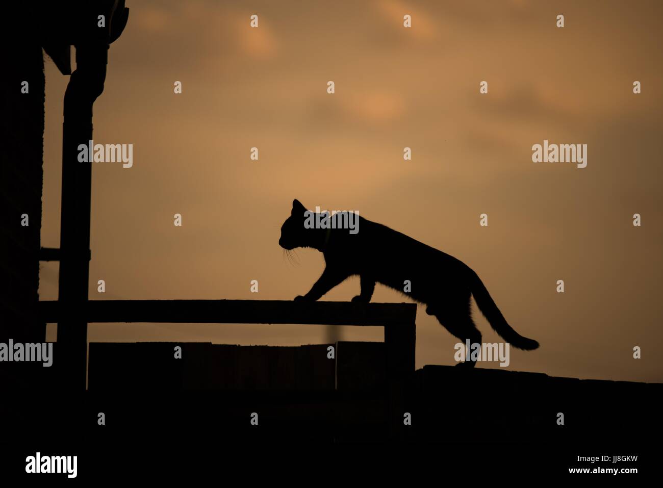 silhouette of a domestic cat on a roof Stock Photo