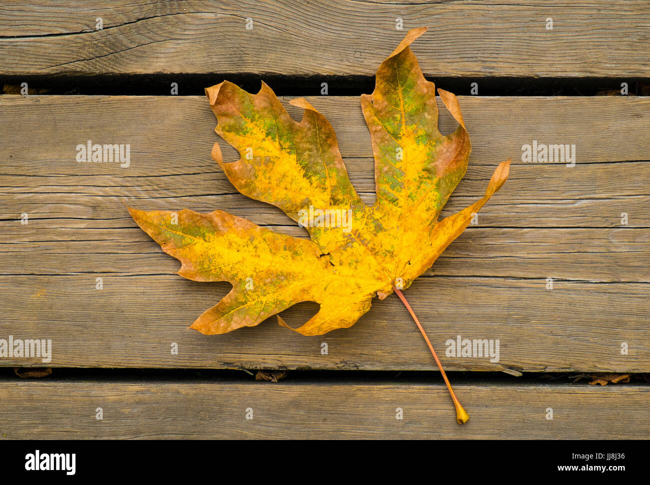 A leaf of the Bigleaf Maple, showing autumn colours, lays on a wooden boardwalk Stock Photo