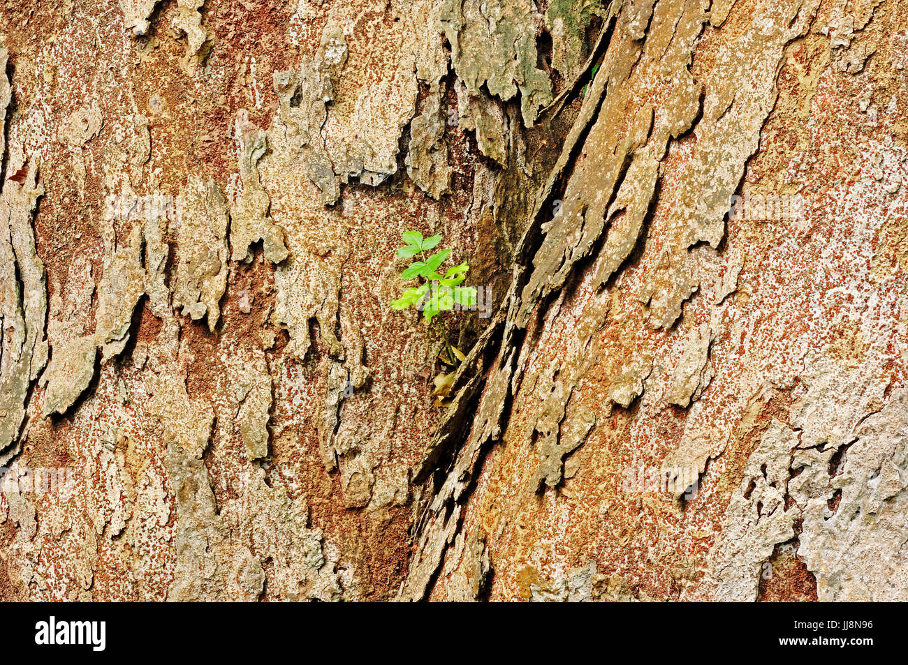 Japanese Zelkova, bark / (Zelkova serrata) Japanische Zelkove, Rinde
