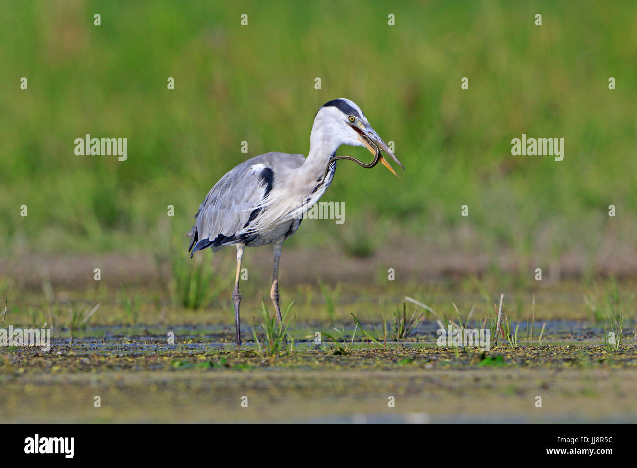 Snake eating bird hires stock photography and images Alamy