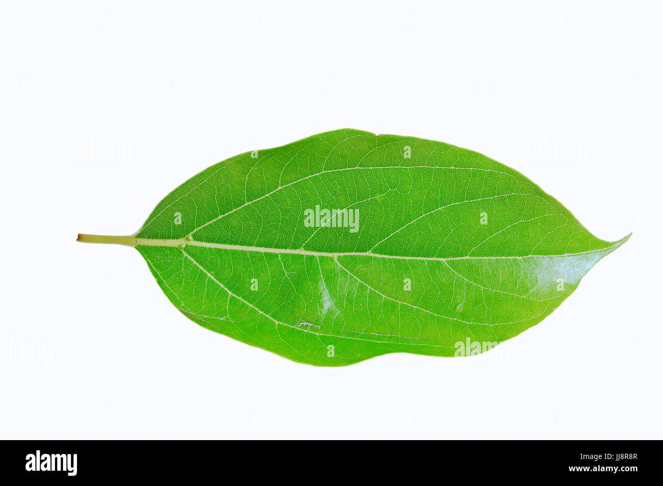 Camphor Tree, leaf / (Cinnamomum camphora) / Camphor Laurel | Kampferbaum, Blatt / (Cinnamomum camphora) / Kampferlorbeer Stock Photo
