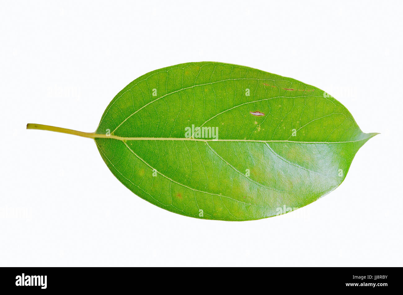 Camphor Tree, leaf / (Cinnamomum camphora) / Camphor Laurel | Kampferbaum, Blatt / (Cinnamomum camphora) / Kampferlorbeer Stock Photo