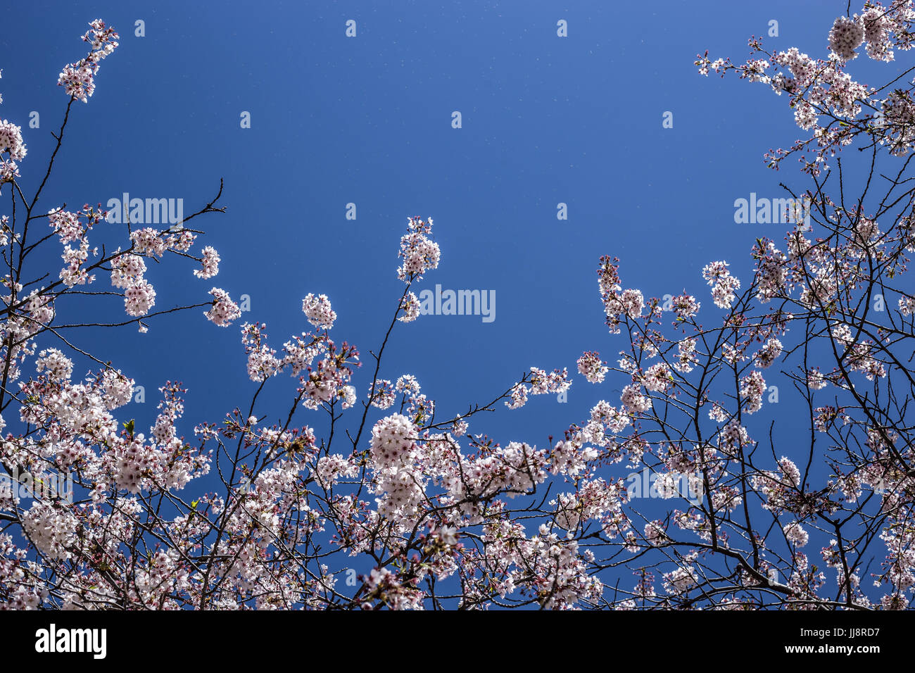 High park cherry blossoms hi-res stock photography and images - Alamy