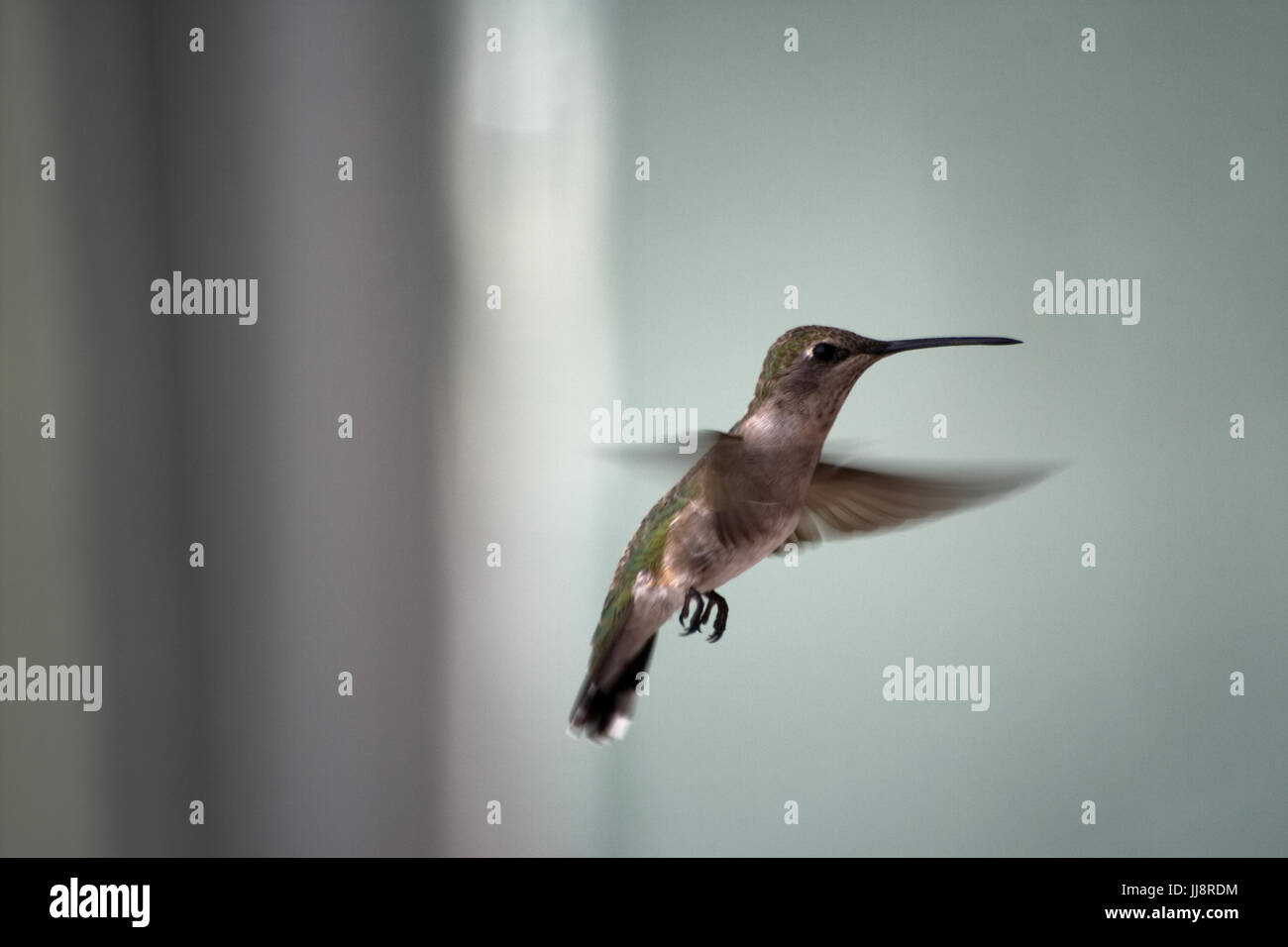 Hummingbird flying to nectar in the USA Stock Photo