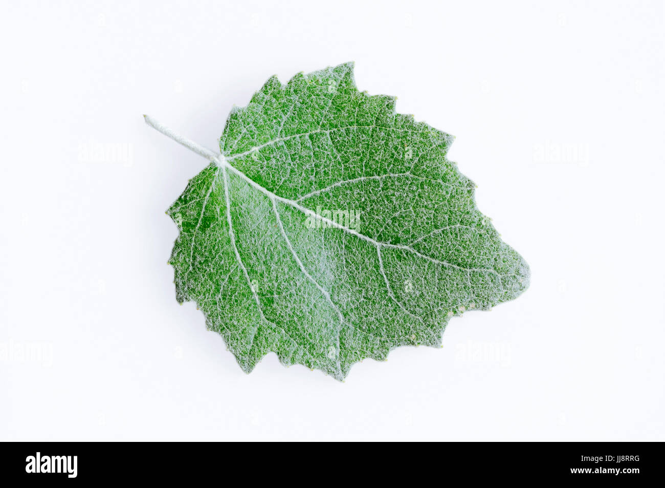 Silberpappel, Blatt / (Populus alba) / Silber-Pappel, Weisspappel, Weiss-Pappel | White Poplar, leaf / (Populus alba) / Silver Poplar Stock Photo
