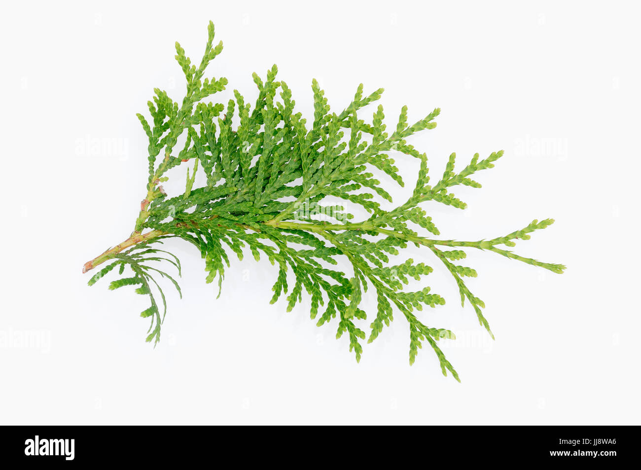 Eastern Arborvitae / (Thuja occidentalis) / American Arborvitae, White Cedar | Abendlaendischer Lebensbaum / (Thuja occidentalis) Stock Photo