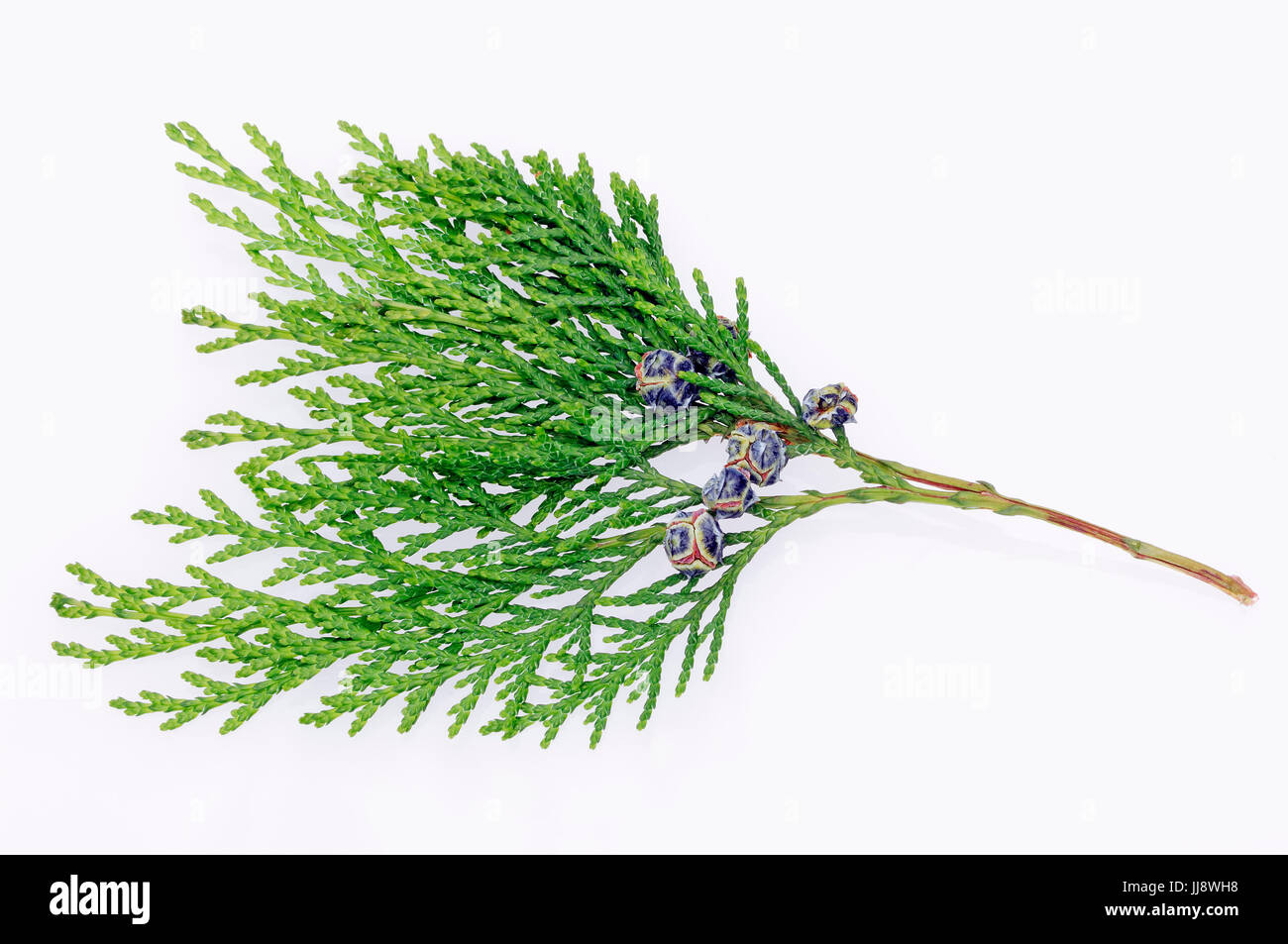 Port-Orford-Cedar, twig with cones / (Chamaecyparis lawsoniana) | Lawsons Scheinzypresse, Zweig mit Zapfen / (Chamaecyparis lawsoniana) Stock Photo