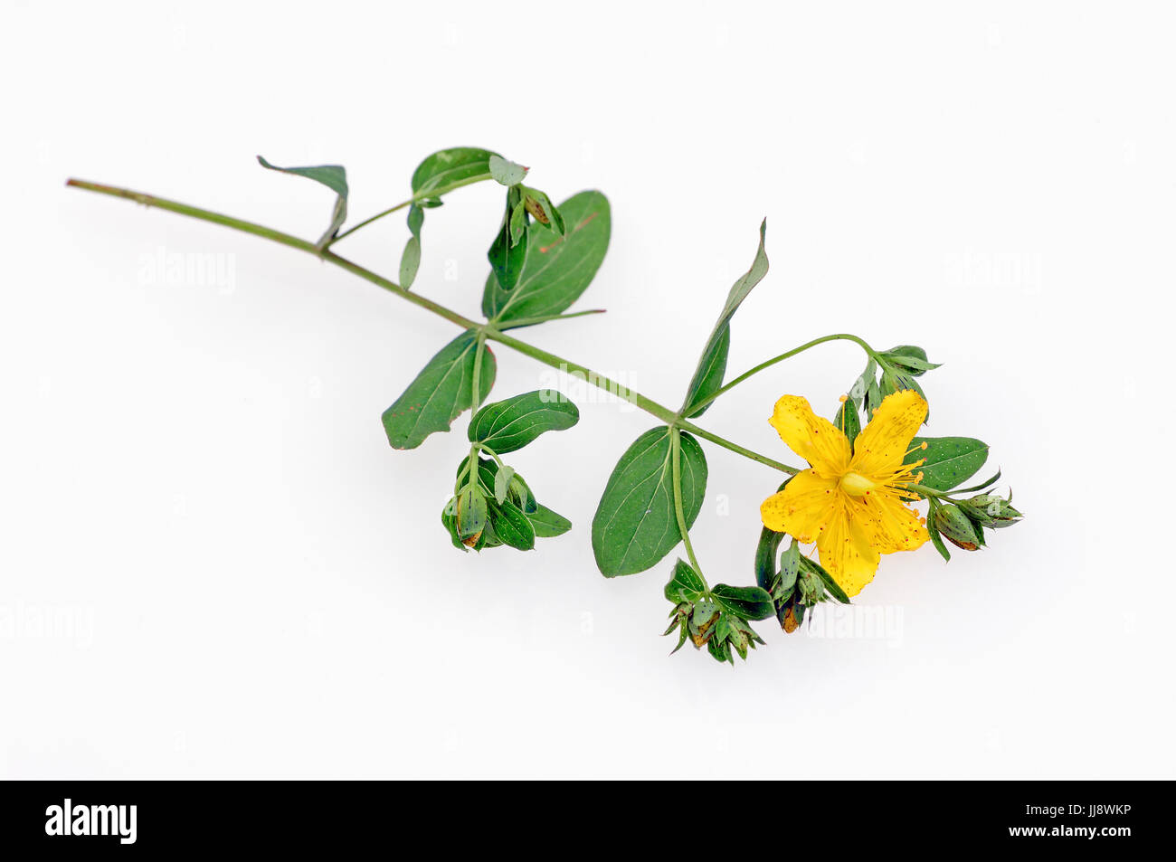 Imperforate St. John's Wort / (Hypericum maculatum)  Geflecktes Johanniskraut / (Hypericum maculatum) Stock Photo