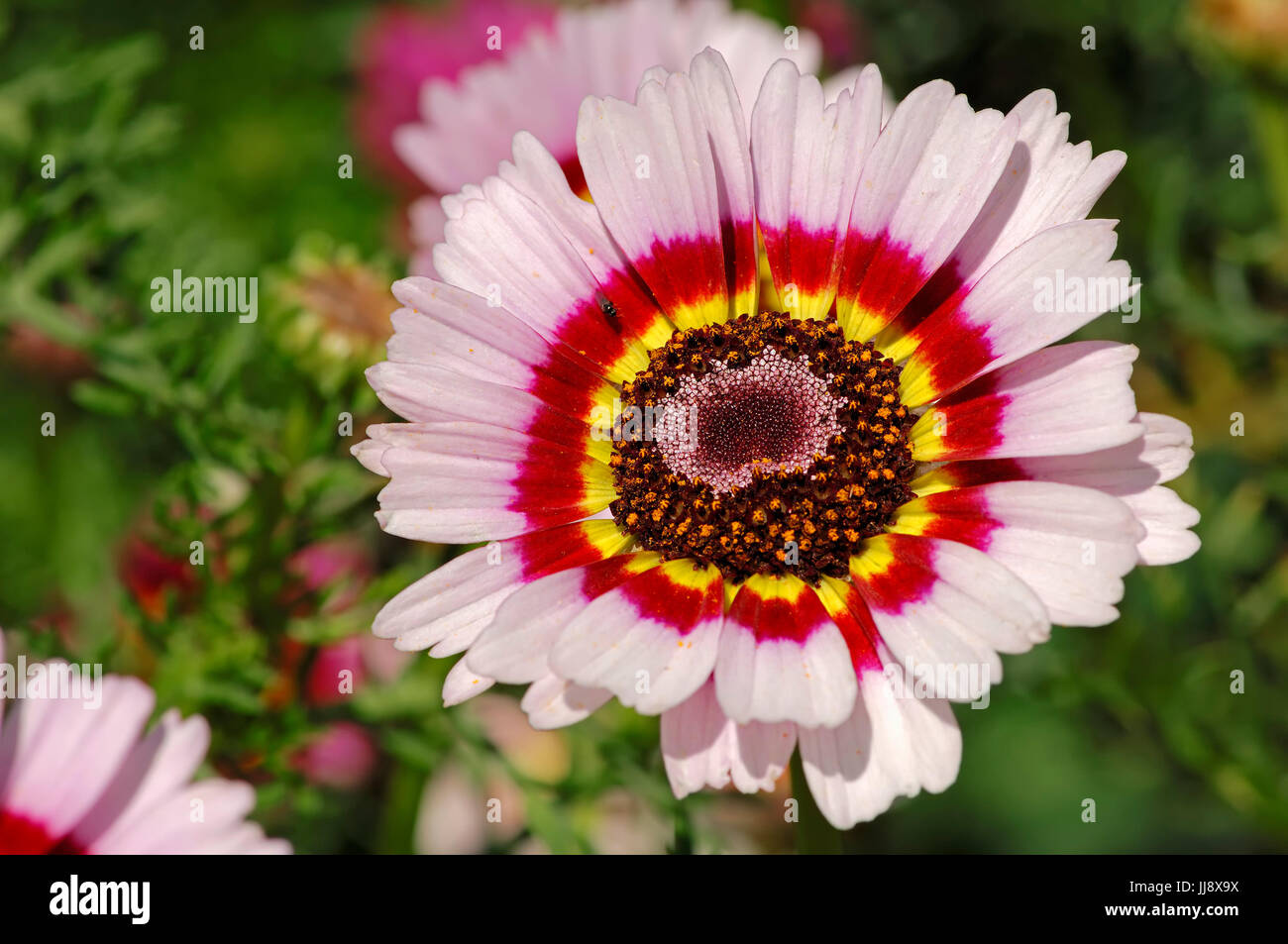 Painted Daisy (Chrysanthemum carinatum) / Tricolor Daisy Bunte Wucherblume / (Chrysanthemum