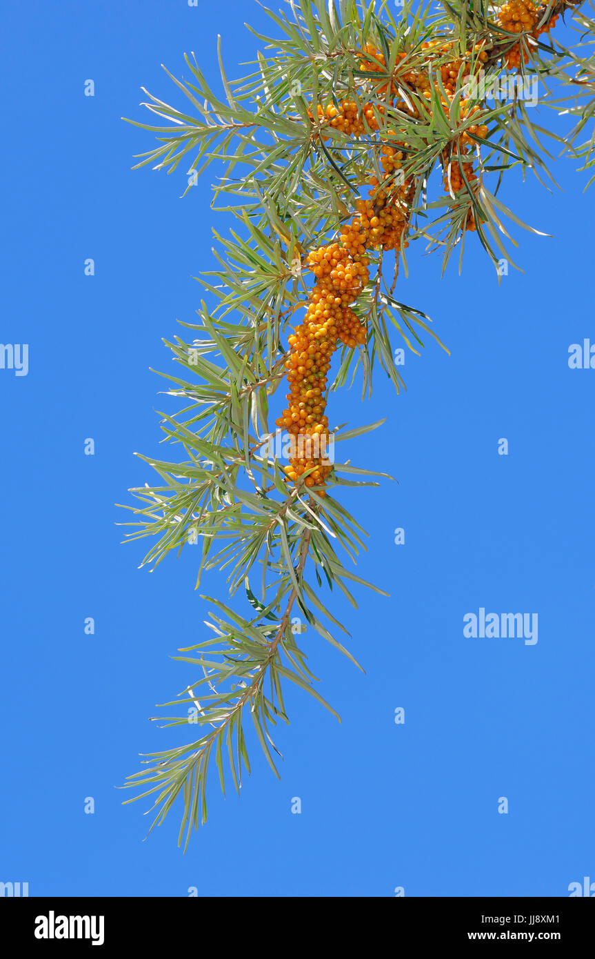 Gemeiner Sanddorn, Ast mit Beeren, Nordrhein-Westfalen, Deutschland / (Hippophae rhamnoides) | Sea Buckthorn, branch with berries, North-Rhine-Westpha Stock Photo