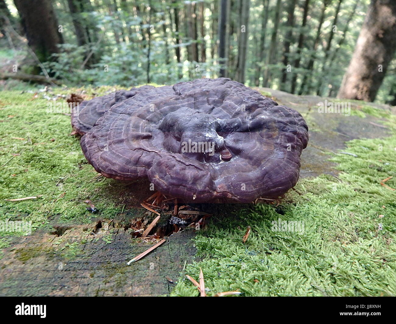 mushroom on a green wooden plank, mushroom in the woods Stock Photo Alamy
