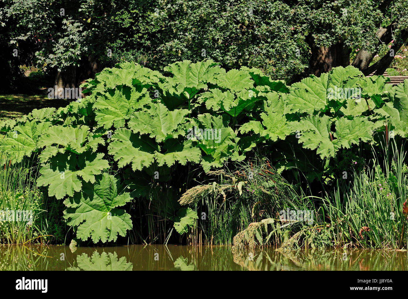 Giant Rhubarb / (Gunnera manicata) / Giant Gunnera, Prickly Rhubarb | Mammutblatt / (Gunnera manicata) / Riesen-Rhabarber Stock Photo