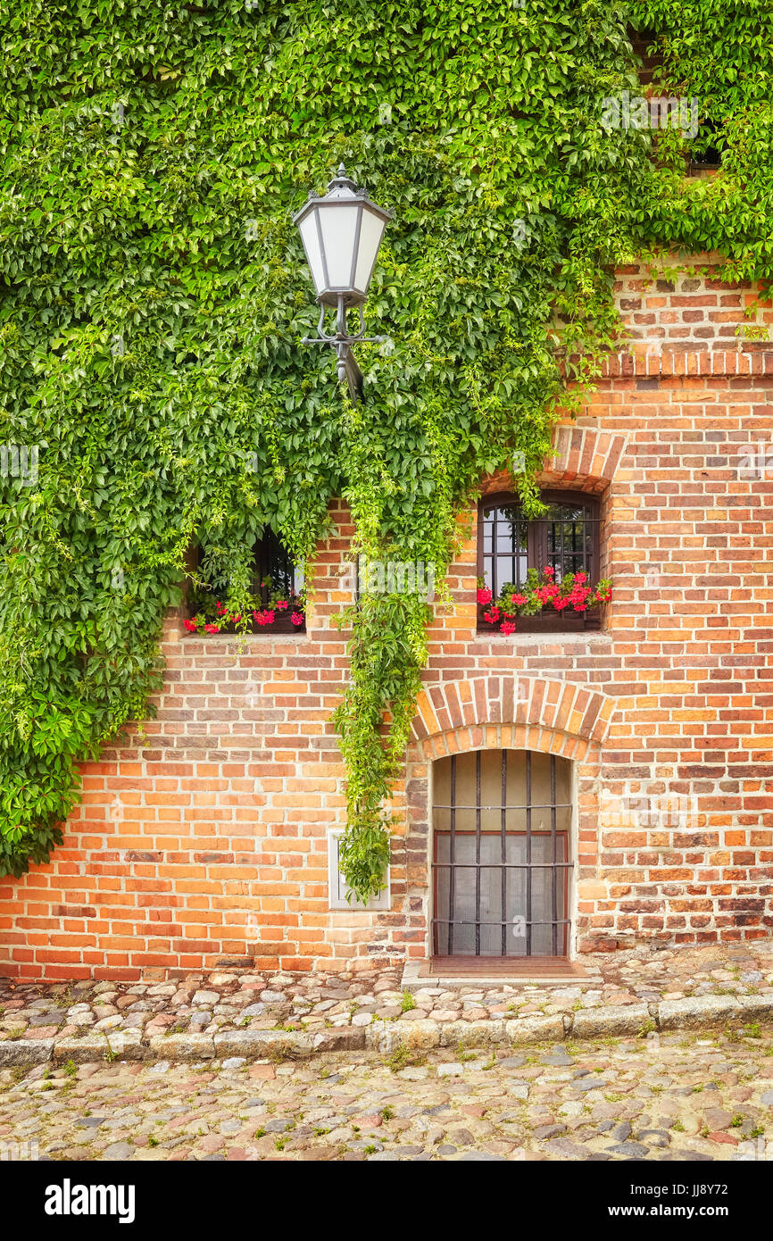 Vine and ivy growing on an old building brick wall in Torun, Poland. Stock Photo