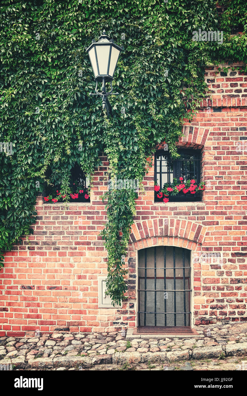 Vine and ivy growing on an old building brick wall, color toning applied. Stock Photo