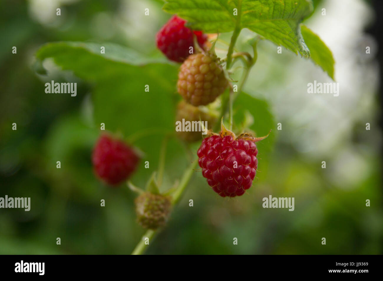 close-up of ripe raspberry in the garden Stock Photo