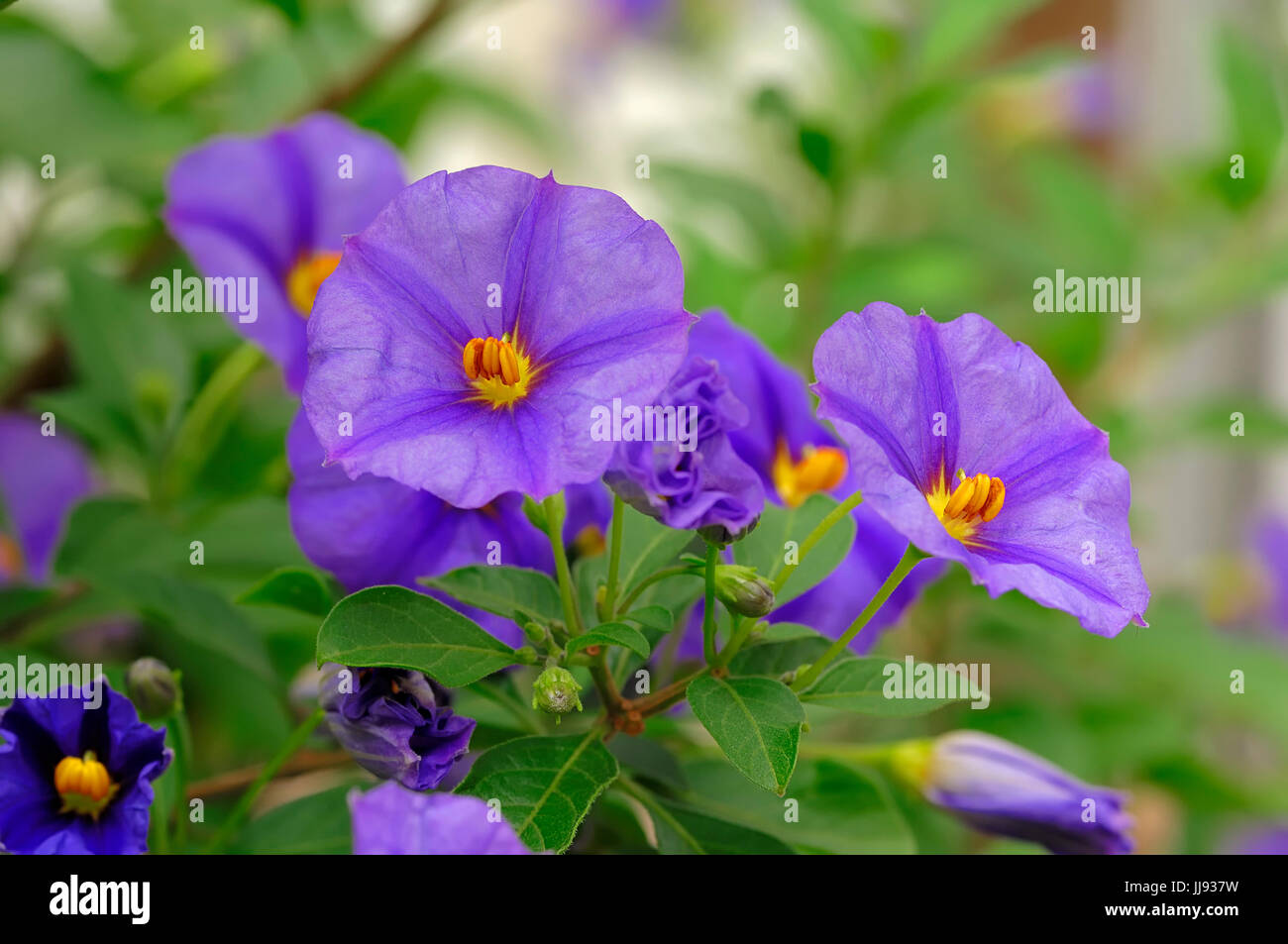 Solanum rantonnetii hi-res stock photography and images - Alamy