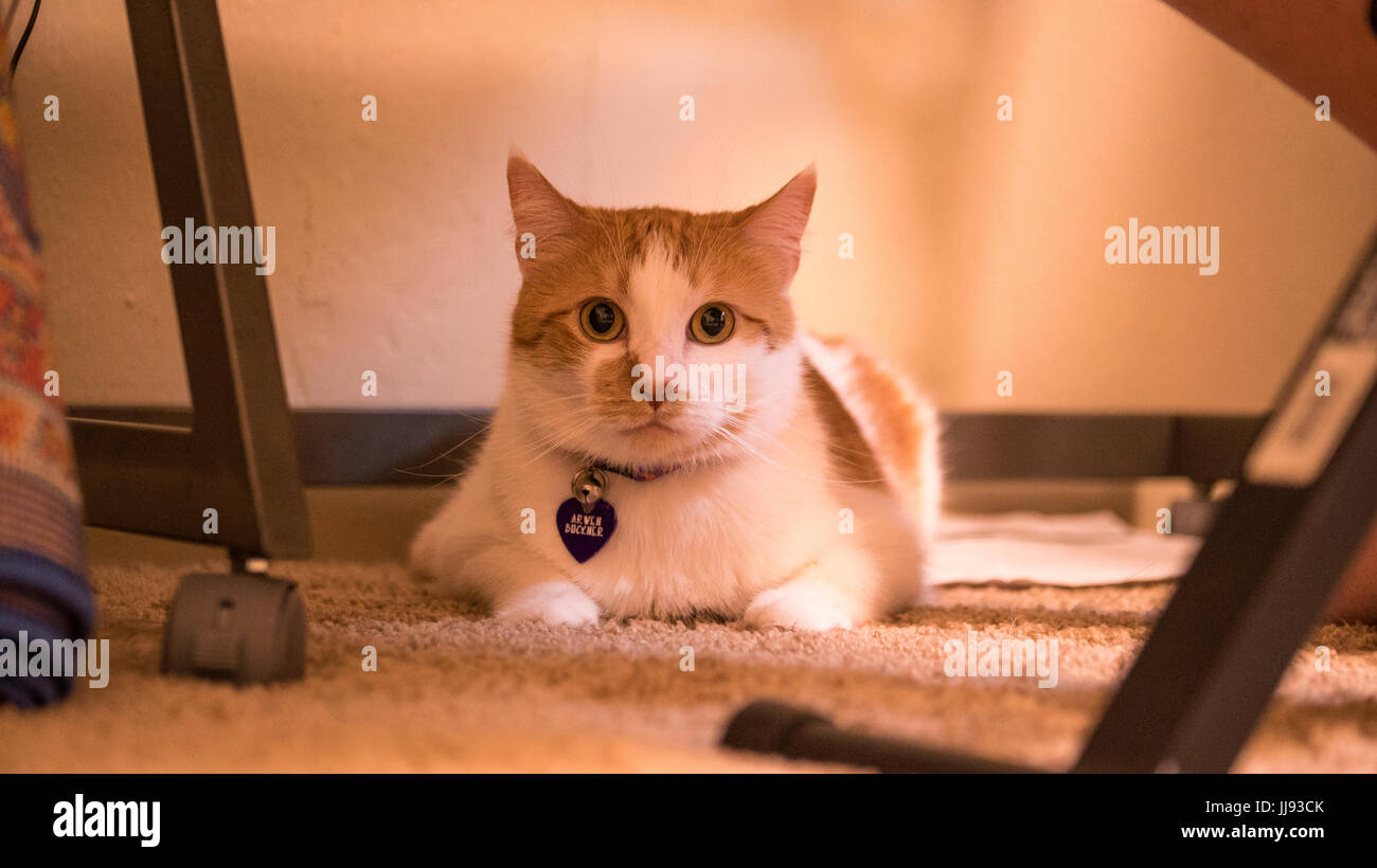 A staring contest with a pretty orange and white cat. Stock Photo