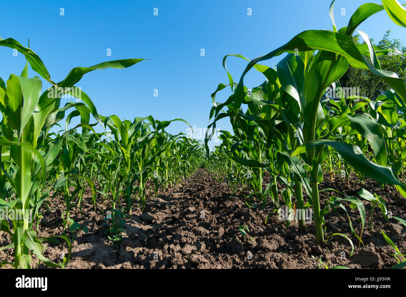 Corn maize green stems unripe on field Stock Photo - Alamy