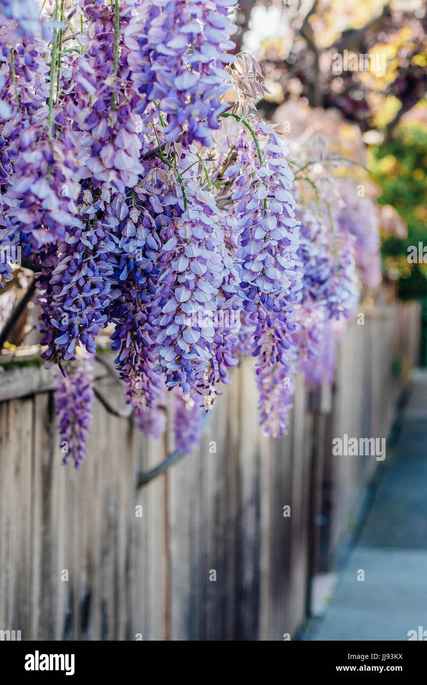 Wisteria Along a Neighborhood Fence Stock Photo Alamy