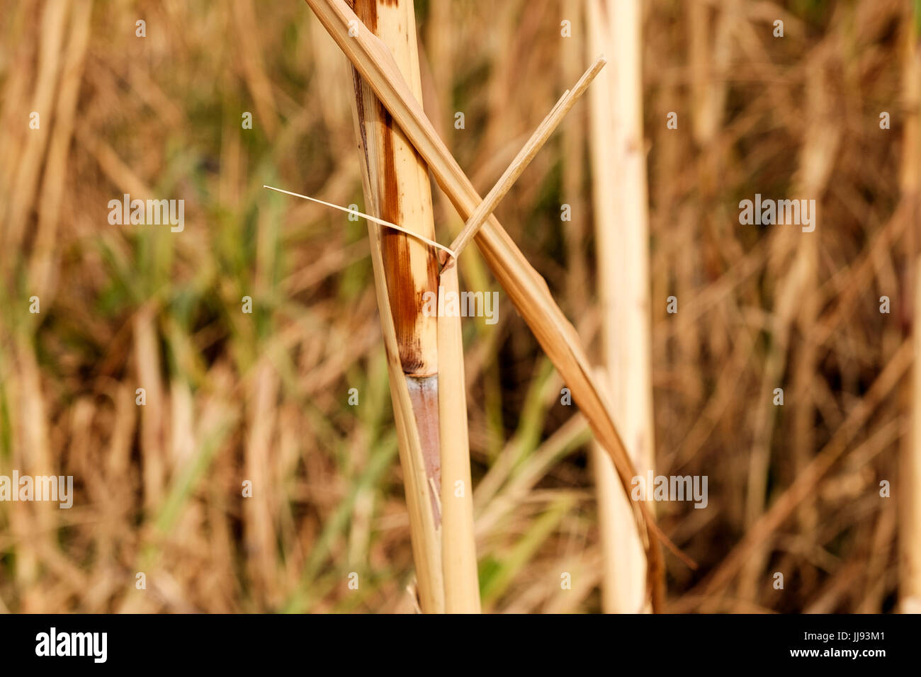 Sugar cane plantations on the edge of the town of Salobreña, Province of Granada, Spain Stock Photo