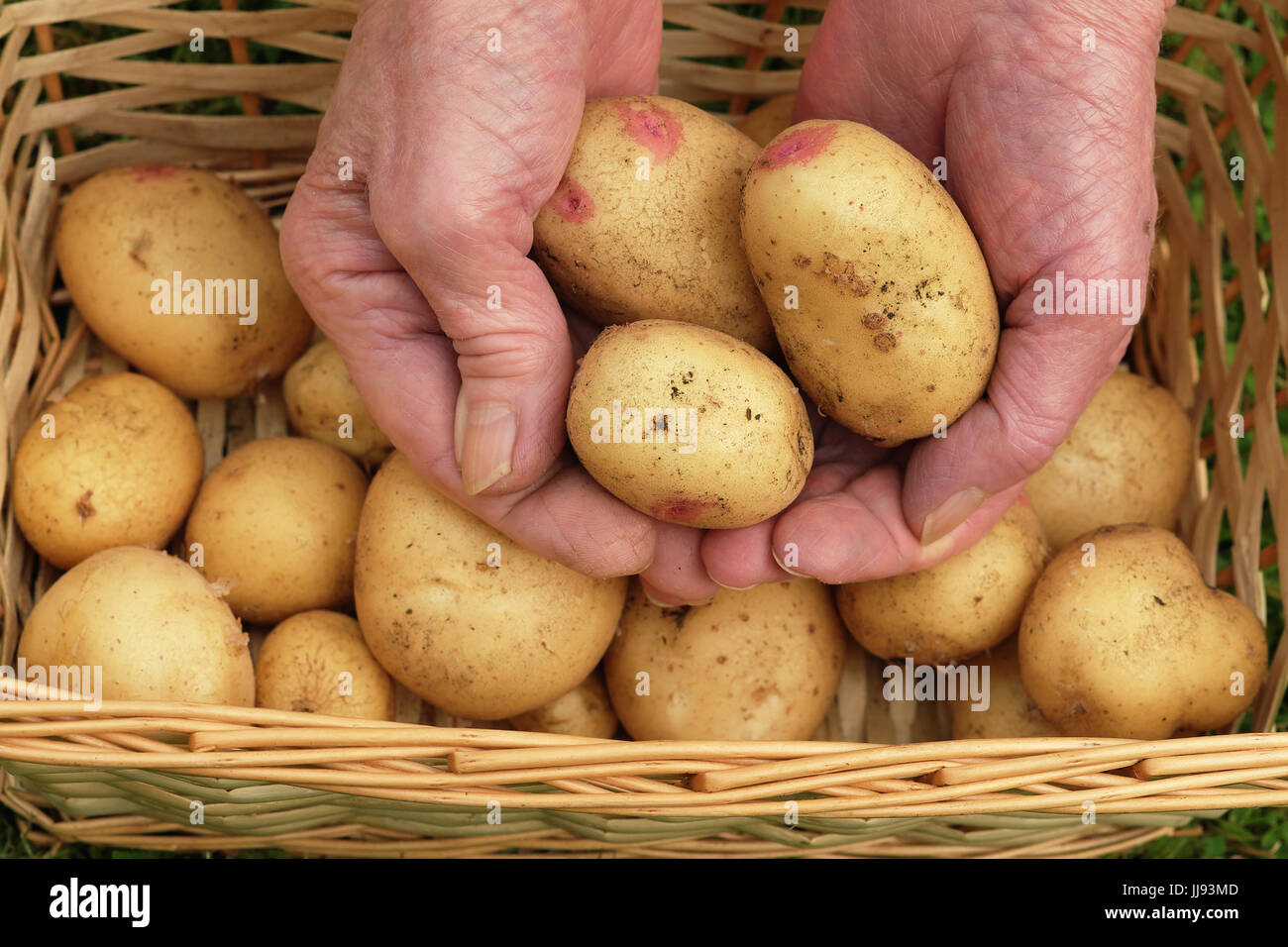 Close-up of hands harvesting Vales sovereign potatoes Stock Photo