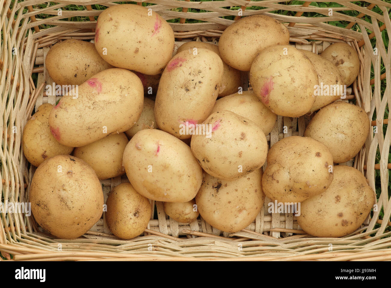 A crop of Vales Sovereign potatoes in a basket Stock Photo