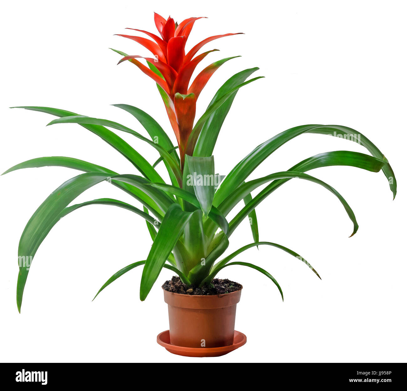 Red Guzmania flower, white background, close up. Family Bromeliaceae ...