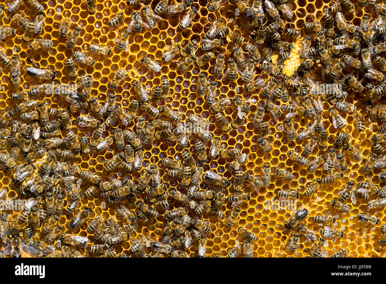 Close shot working bees in hi-res stock photography and images - Alamy