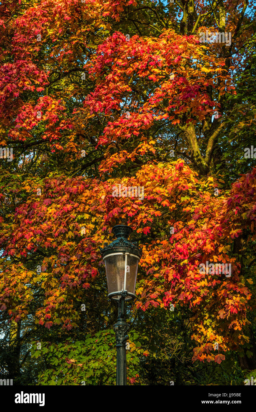 Street light in park in front of autumnal trees with red and golden leaves. Stock Photo