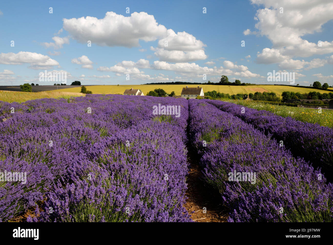 Cotswold Lavender, Snowshill, Cotswolds, Gloucestershire, England, United Kingdom, Europe Stock Photo