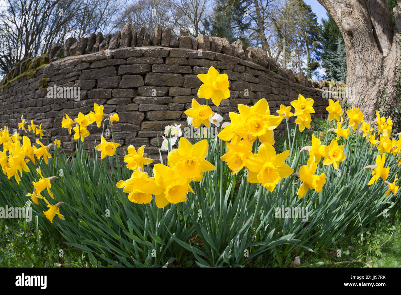 Daffodils beneath Cotswold dry stone wall, Blockley, Cotswolds, Gloucestershire, England, United Kingdom, Europe Stock Photo