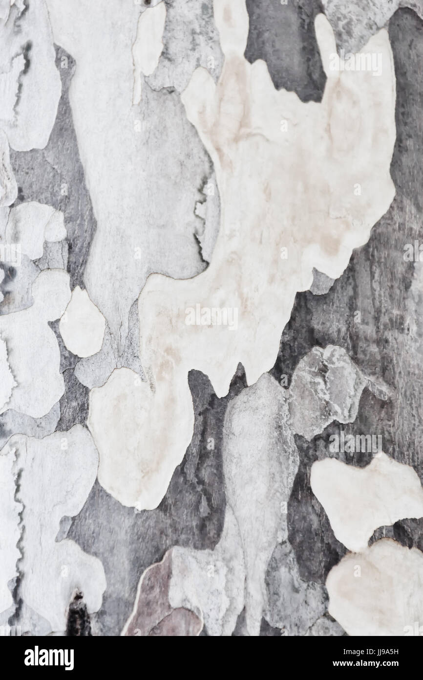 Abstract tree bark closeup. High key texture background image. Stock Photo