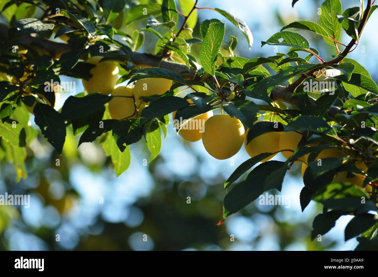 Plums green leaves hires stock photography and images Alamy